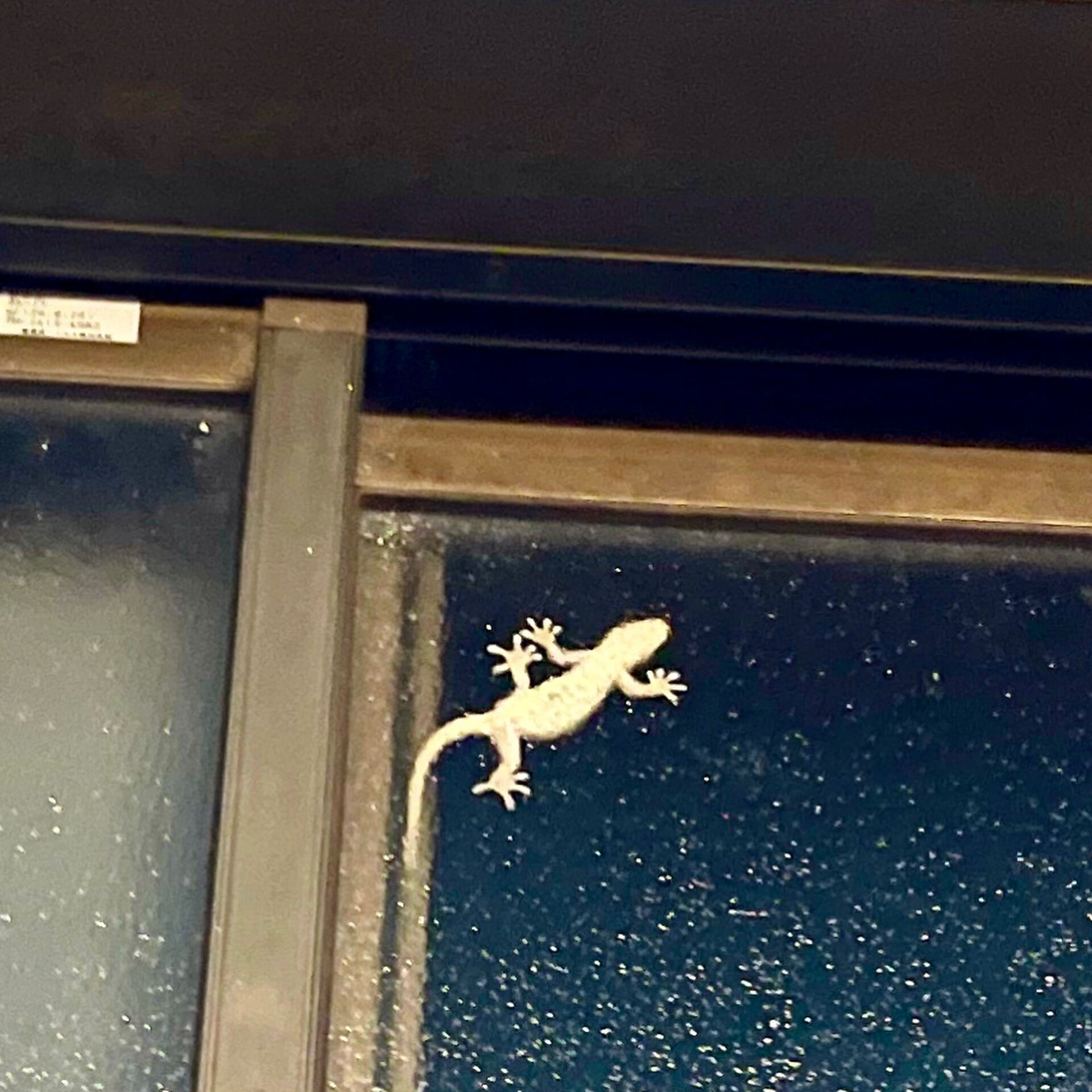 🦎