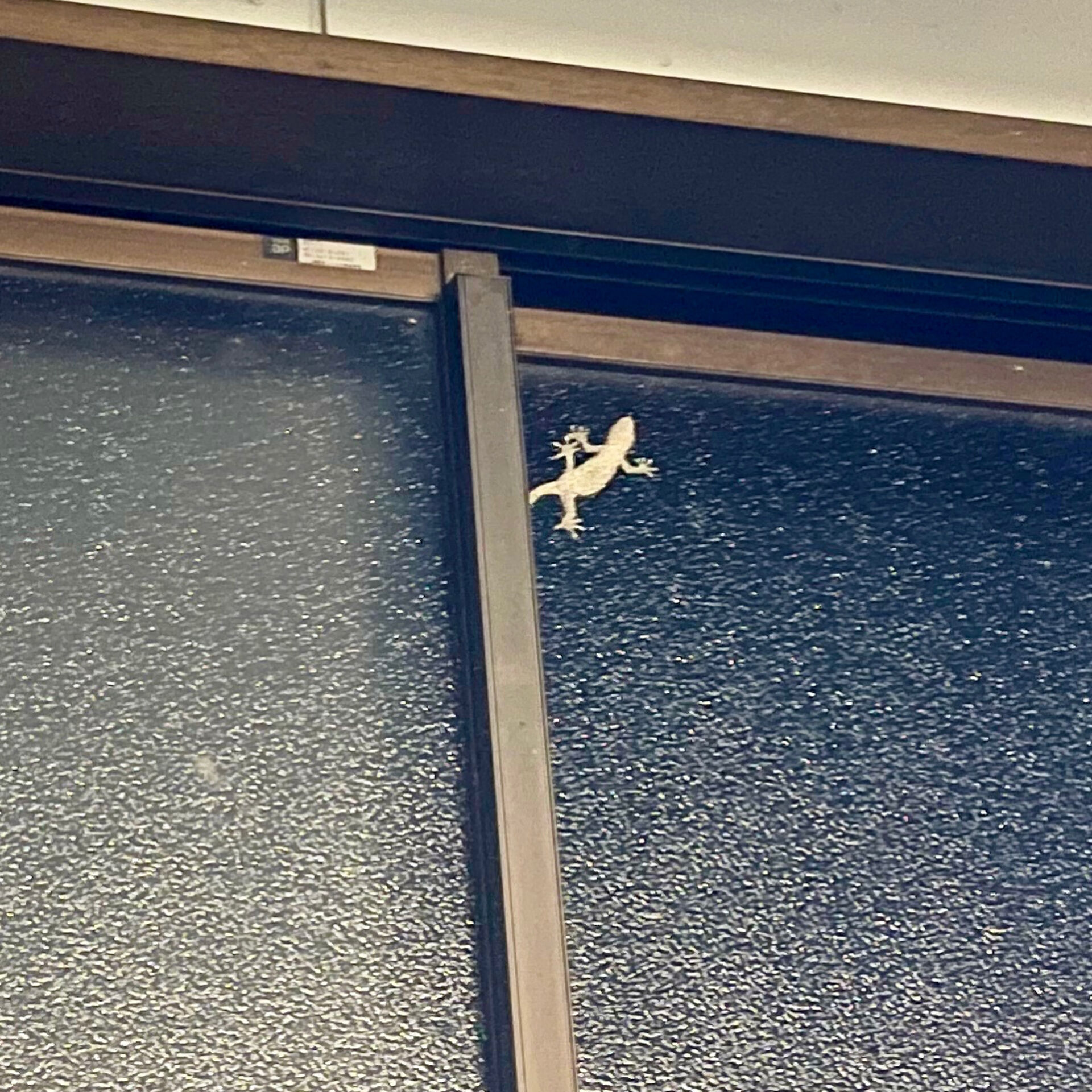🦎